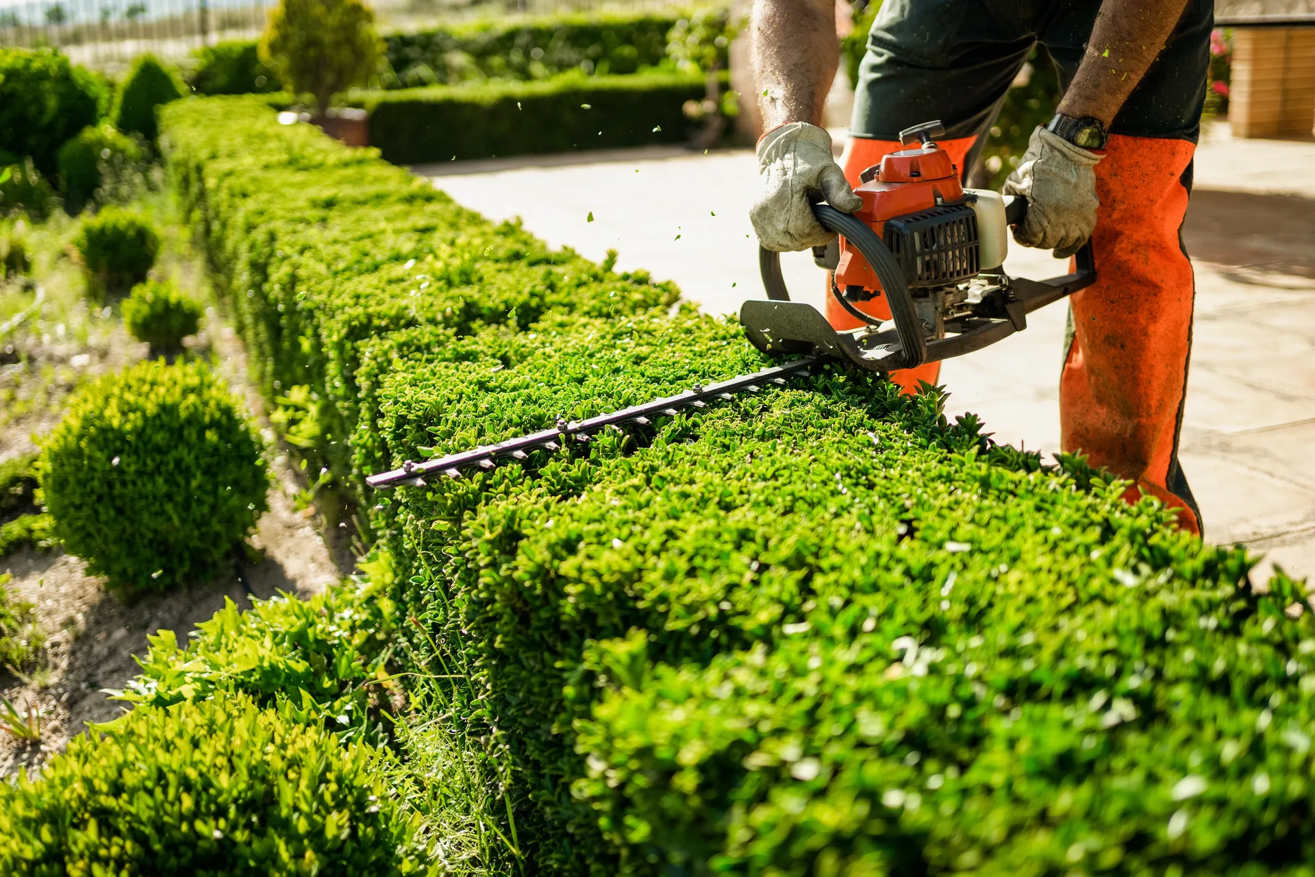 Petrol hedge trimmer cutting a formal boxwood hedge